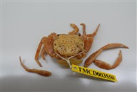 藏品(中型方蟹)的圖片